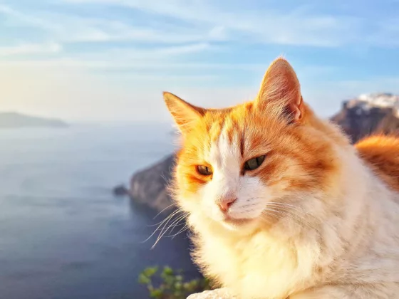 Pet friendly cruises alternatives