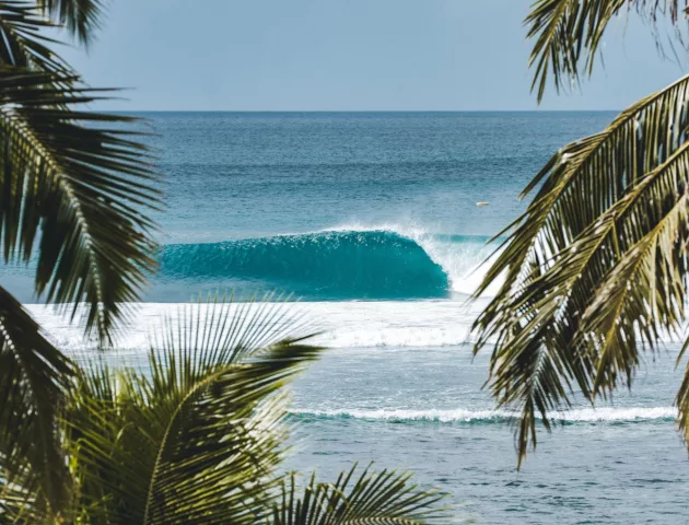 Hollow Tree’s Resort