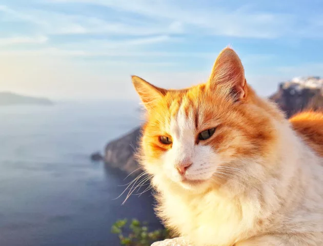 Pet friendly cruises alternatives