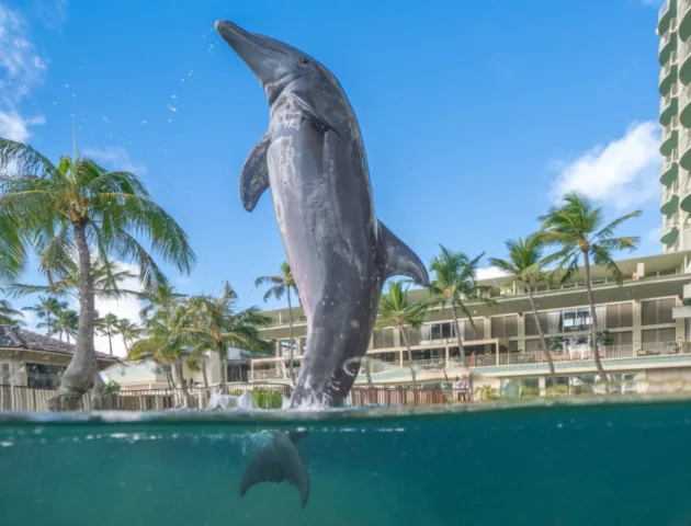 1 THE KAHALA HOTEL RESORT