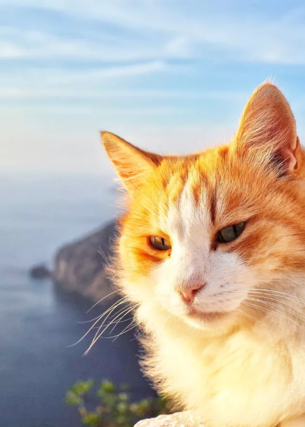 Pet friendly cruises alternatives