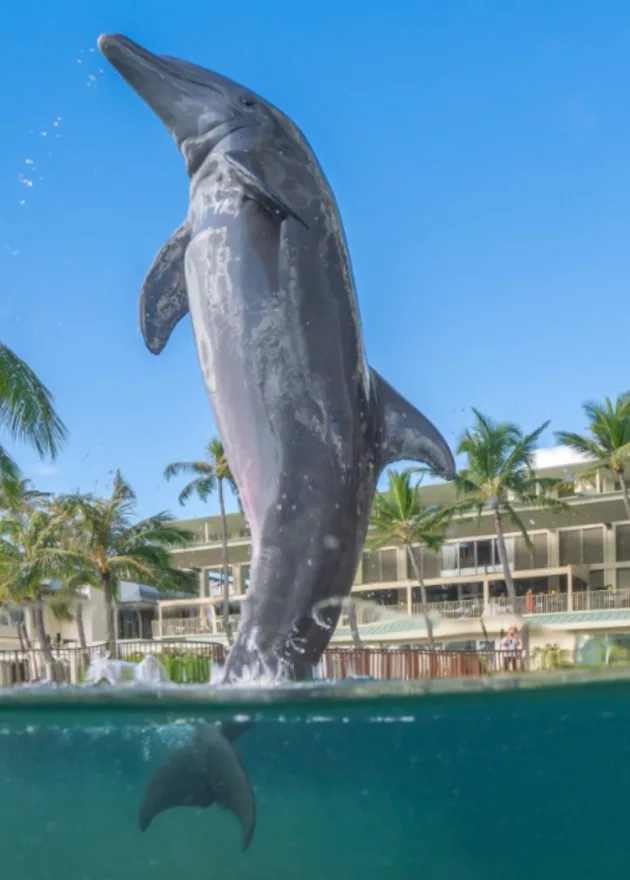 1 THE KAHALA HOTEL RESORT