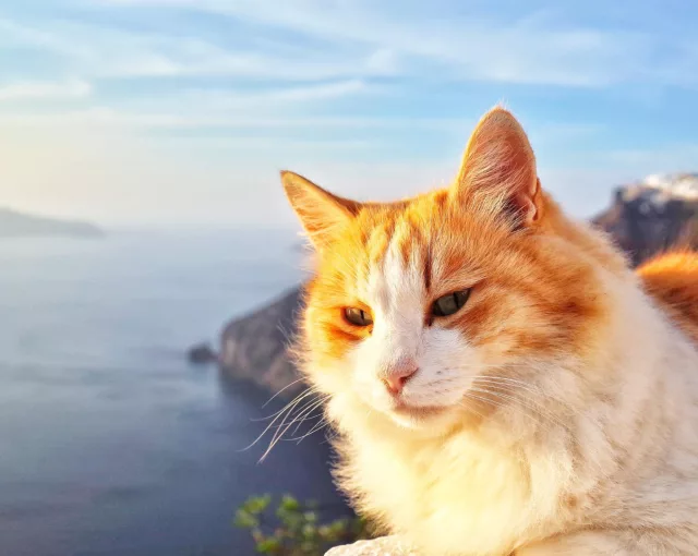 Pet friendly cruises alternatives