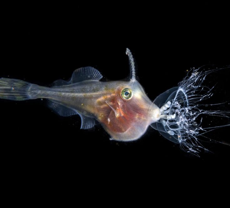 1st place Female Fifty Fathoms Award