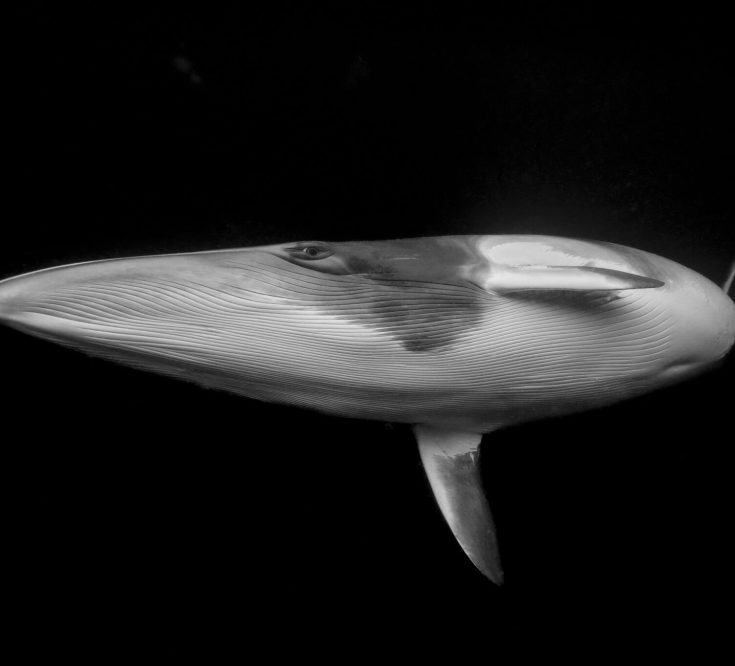 1st place Fine Art Photographer of the Year