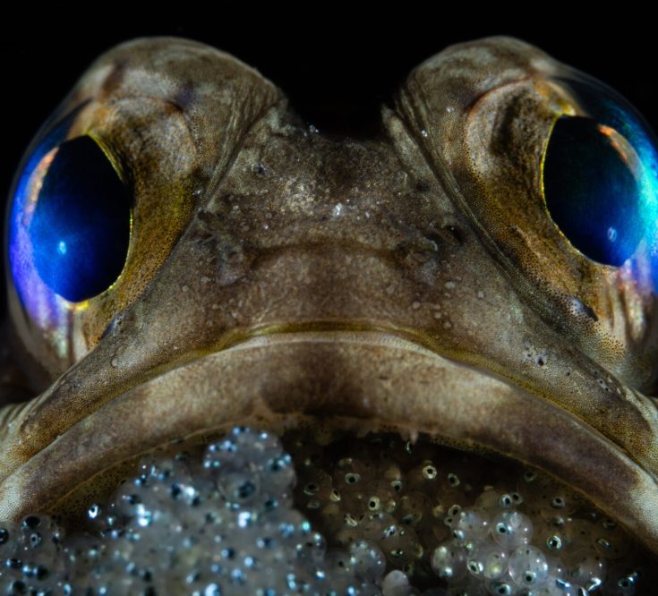 1st place Ocean Portfolio Award Year 2025