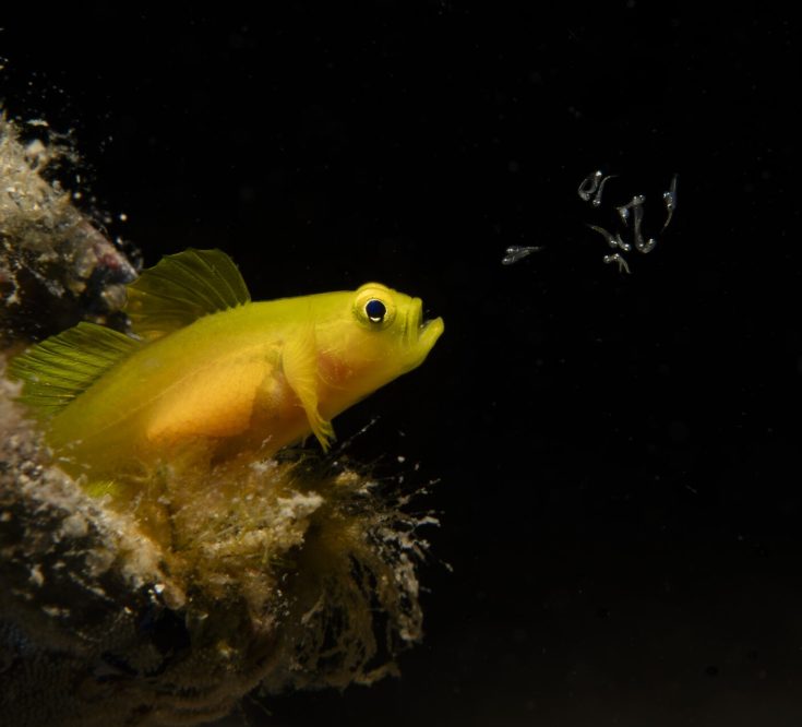 1st place Wildlife Photographer of the Year