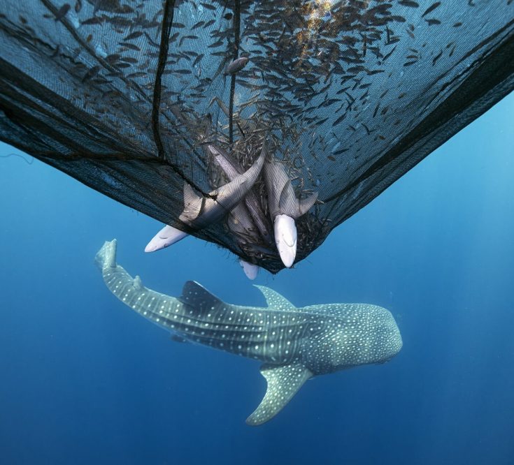 2nd place Conservation Impact Photographer of the Year