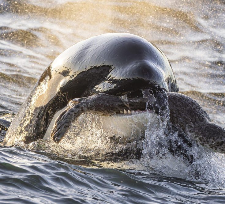 2nd place Wildlife Photographer of the Year