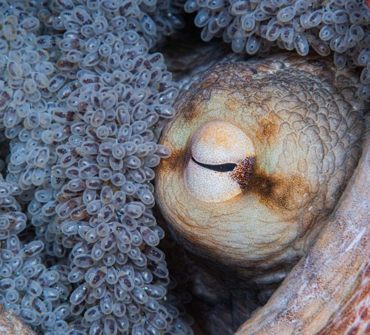 3rd place Conservation Hope Photographer of the Year