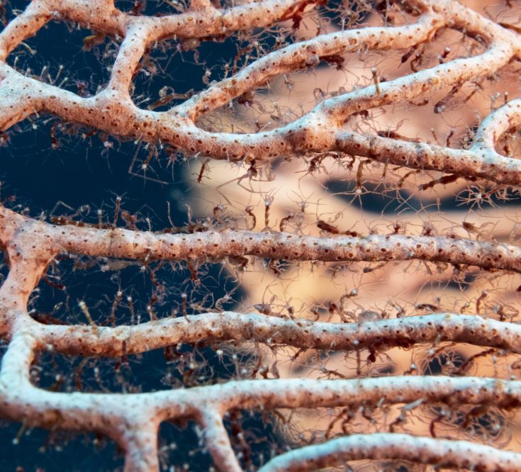 3rd place Wildlife Photographer of the Year