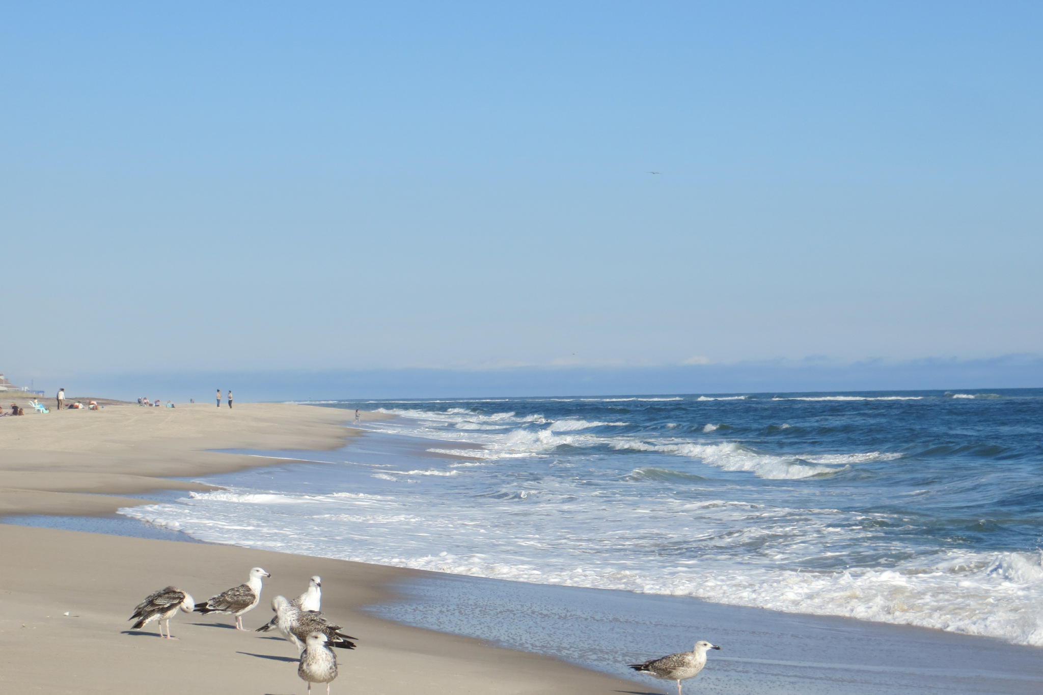 Wide sandy shoreline with seagulls at Cooper's Beach Southampton, exemplifying the refined elegance of the best beaches on the US East Coast