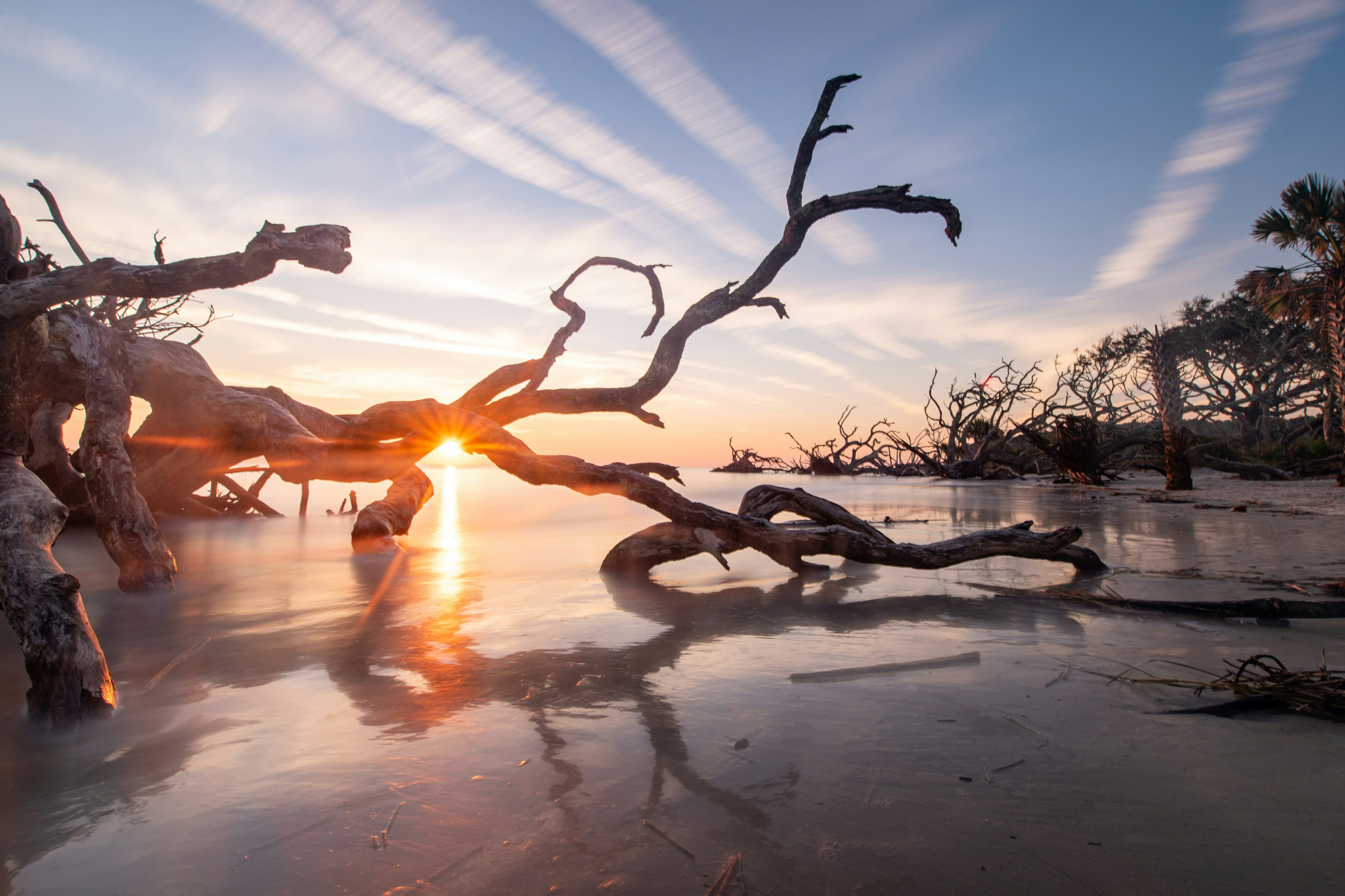 Iconic weathered driftwood trees silhouetted against golden sunrise at Driftwood Beach Jekyll Island, highlighting the unique landscape among the best beaches on the US East Coast