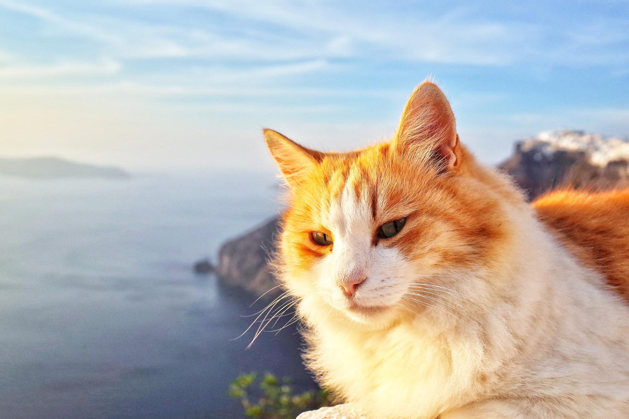 Orange and white cat relaxing near the ocean, symbolizing the growing demand for pet-friendly cruises where cats and dogs can travel safely with their owners.